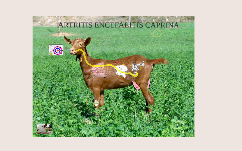 ARTRITIS ENCEFALITIS CAPRINA by Ale Gomez on Prezi
