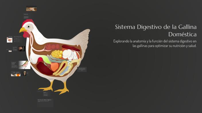 Sistema Digestivo de la Gallina Doméstica by Malena Pincay on Prezi