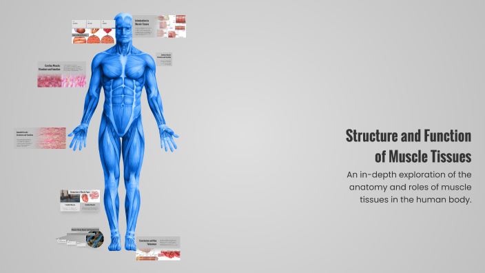 Structure and Function of Muscle Tissues by Muhan Muhan on Prezi