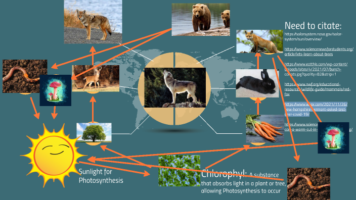 Science Presentation Food Web By Mohammad Hammad On Prezi