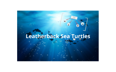 Leatherback Sea Turtles by Andrea Nguyen on Prezi