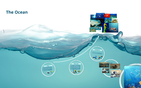 The Ocean by on Prezi