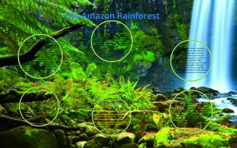 The Amazon Rainforest by Serena Lin on Prezi