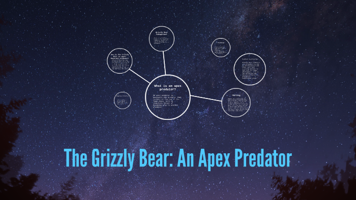 The Grizzly Bear: An Apex Predator by Grayson Wilkes on Prezi