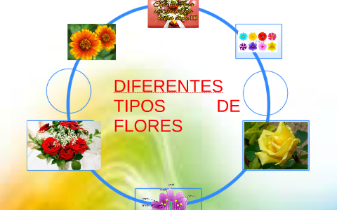 DIFERENTES TIPOS DE FLORES by Zoila Quiñonez