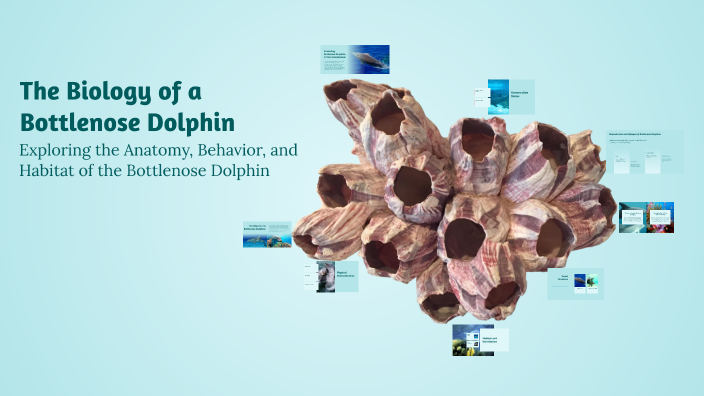 The Biology of a Bottlenose Dolphin by Jake Yong on Prezi