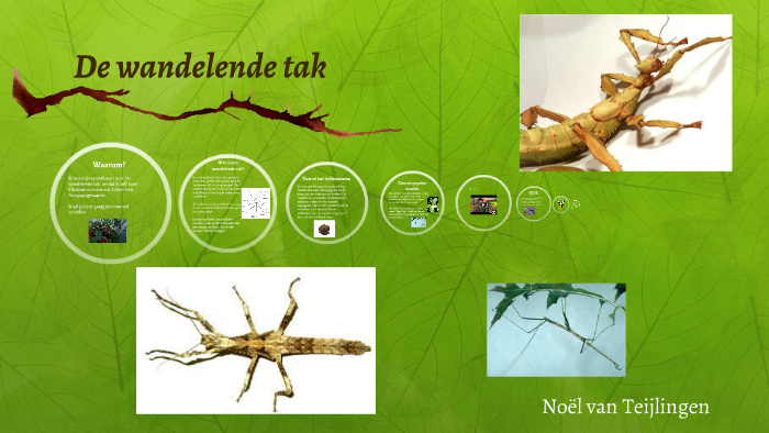 Wandelende tak by cheyenne teijlingen on Prezi