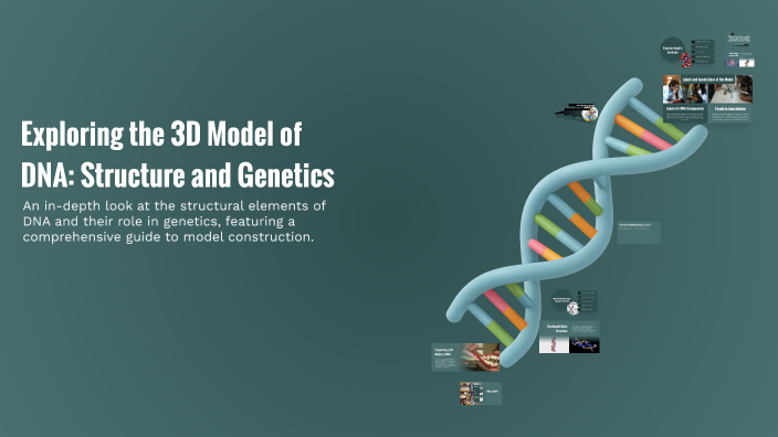 Example 3d Dna Model Exploring the 3D Model of DNA: Structure and Genetics by blessing ...