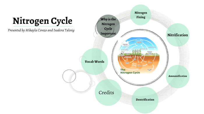 The Nitrogen Cycle by _Mikayla _Cerezo on Prezi