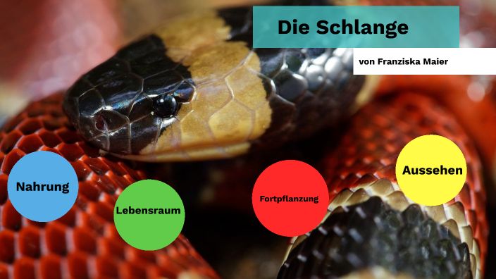 Schlangen By Julia Hild On Prezi