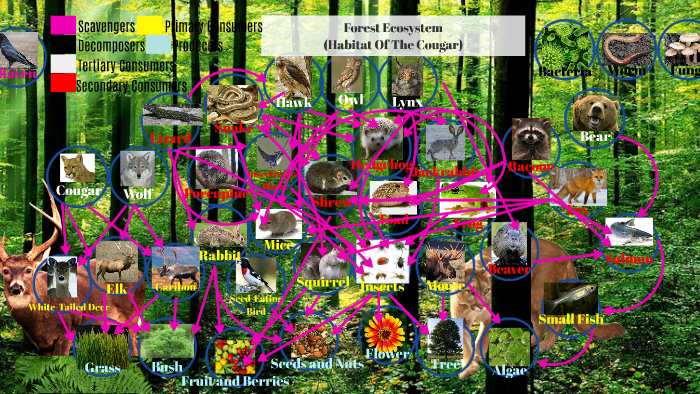 Forest Food Web by Jia S