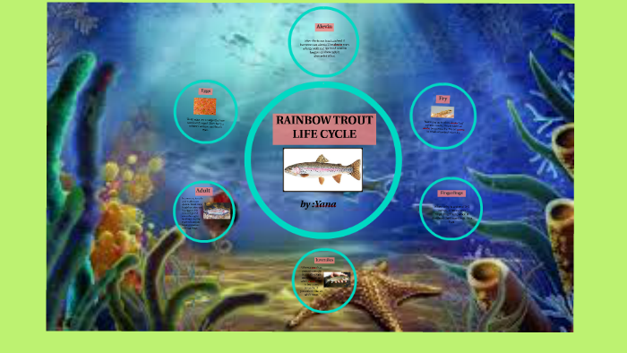 Rainbow trout life cycle by Yana Gupta on Prezi