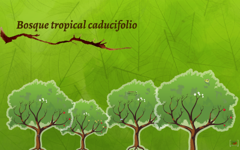 Bosque tropical caducifolio by María Camila Hernández Ortiz