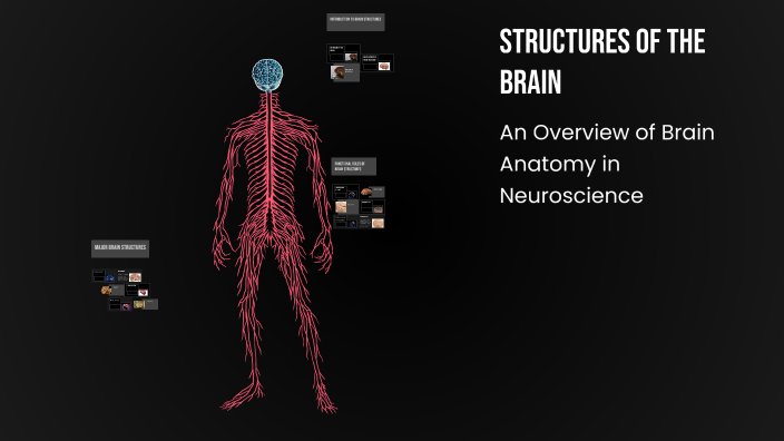 Structures of the Brain by Alicia Torres on Prezi