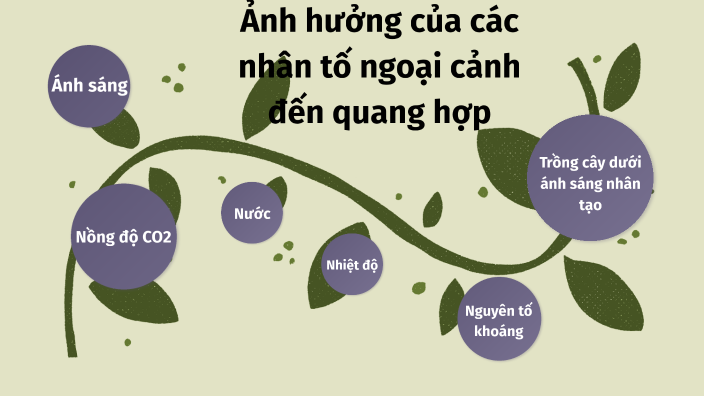 Ảnh hưởng của các nhân tố ngoại cảnh đến quang hợp by Phùng Tiến Thành ...