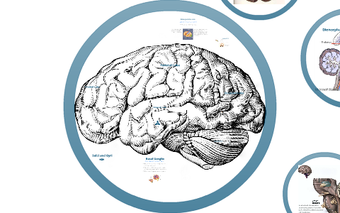 Brain Structure and Function by Megan C on Prezi
