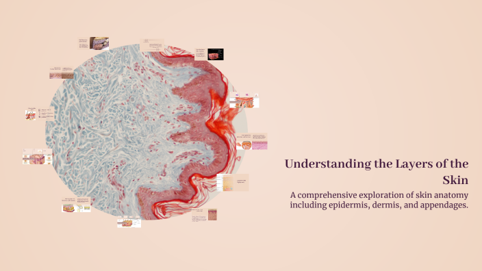 Understanding the Layers of the Skin by coralie audate on Prezi