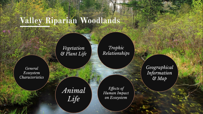 Valley Riparian Woodlands by John Lopes on Prezi