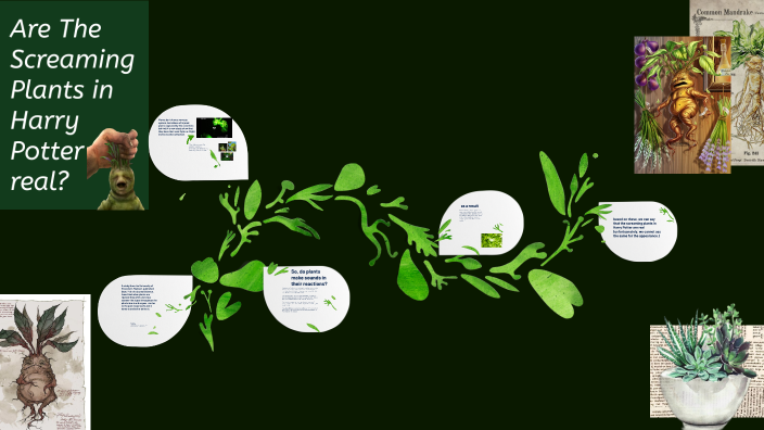 do plants scream when they're in pain? by Sümeyye Baymak on Prezi