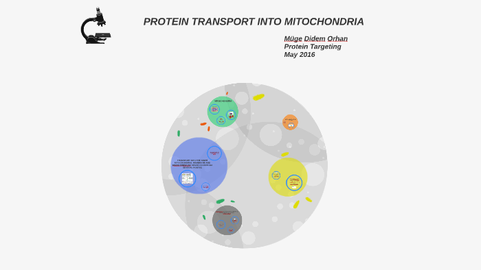 PROTEIN TRANSPORT INTO MITOCHONDRIA by Muge Orhan on Prezi