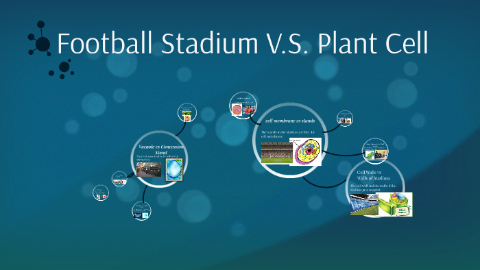 Football Stadium V.S. Plant Cell by Jasmine Nordine on Prezi
