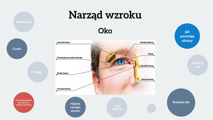 Narząd wzroku by Paulina Karbownik on Prezi