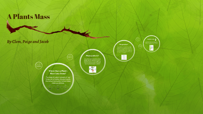 Where Does A Plants Mass Come From Worksheet