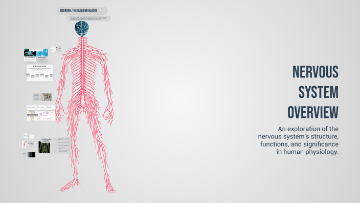 Nervous System Overview by More ICU on Prezi