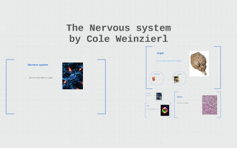 Nervous system by on Prezi