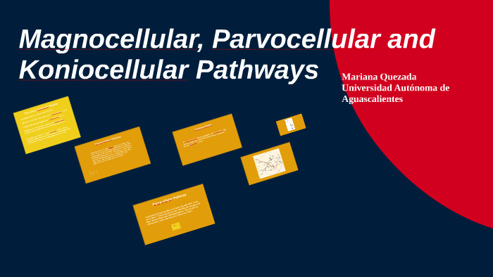 Magnocellular, Parvocellular and Koriocellular Pathways by Mariana ...
