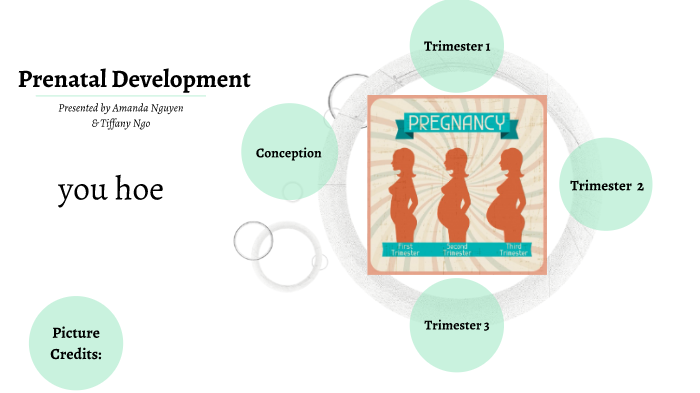 Prenatal Development by Amanda Nguyen on Prezi