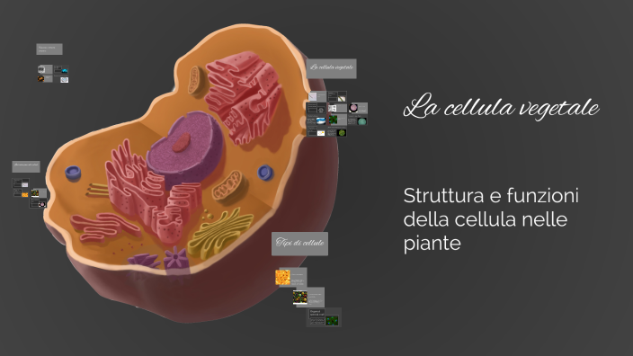 La cellula vegetale by Nunzio Bonina on Prezi