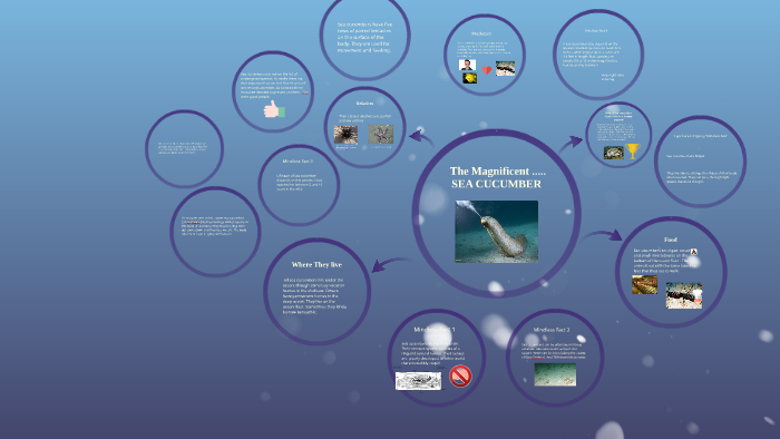 The Magnificent ..... SEA CUCUMBER by Jasmine Arrison on Prezi