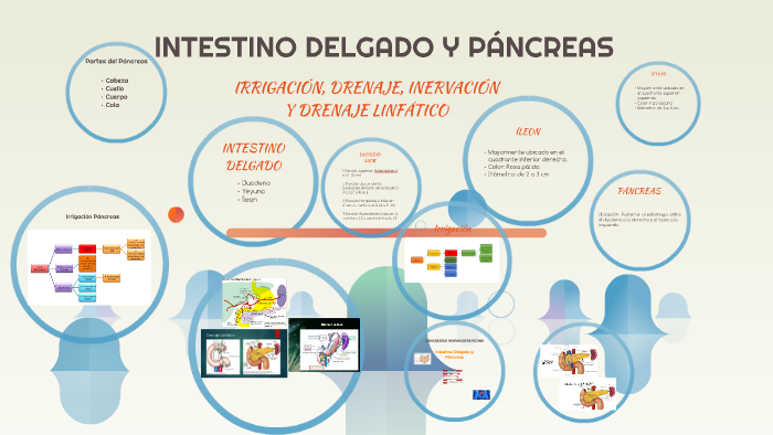 cuadrante de ubicación del páncreas