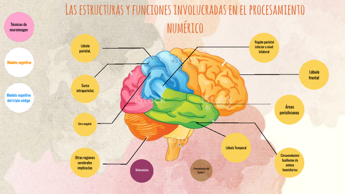 Las estructuras y funciones involucradas en el procesamiento numérico ...