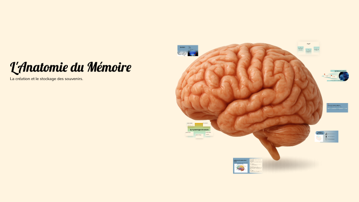 L'Anatomie de la mémoire by Nadin BD on Prezi