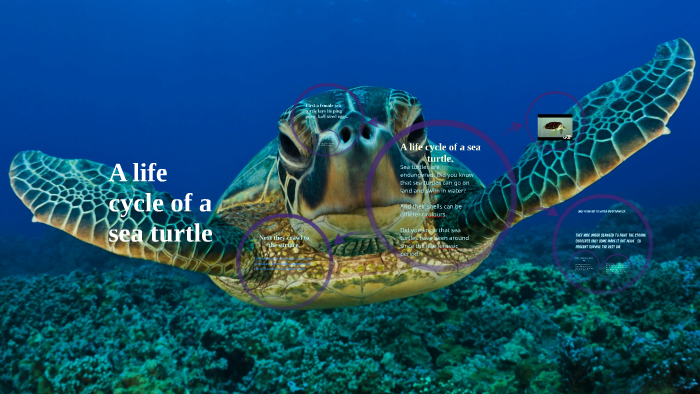 a life cycle of a sea turtle by beau nicholson on Prezi