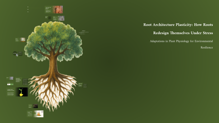 Root Architecture Plasticity: How Roots Redesign Themselves Under ...