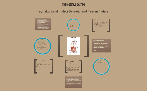 A Prezi for the Digestive System by John Roselli on Prezi