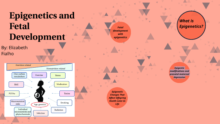 epigenetics and fetal development by Beth Fialho on Prezi