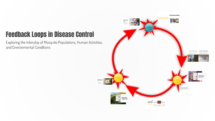 Feedback Loops in Disease Control by La Min Kyaw on Prezi