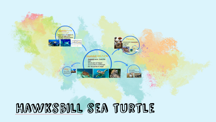 Hawksbill sea turtle by Rui Gholson on Prezi