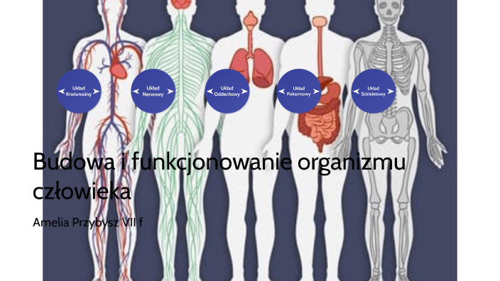 Budowa I Funkcjonowanie Organizmu Człowieka By Amelka Przybysz On Prezi