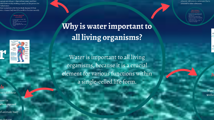 The Importance of Water by Salma Diaz on Prezi