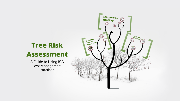 Tree Risk Assessment By Urban Forestry 