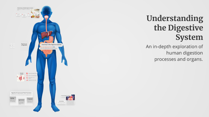 Understanding the Digestive System by Hoda Saleh on Prezi