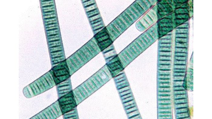 cyanobacteria by Anjali Patel on Prezi