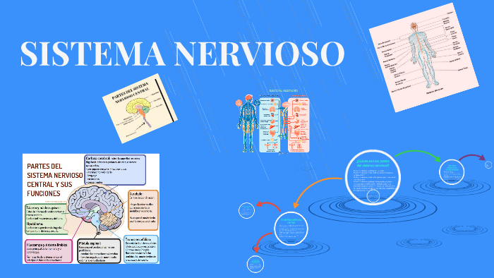 SISTEMA NERVIOSO by laura niño on Prezi