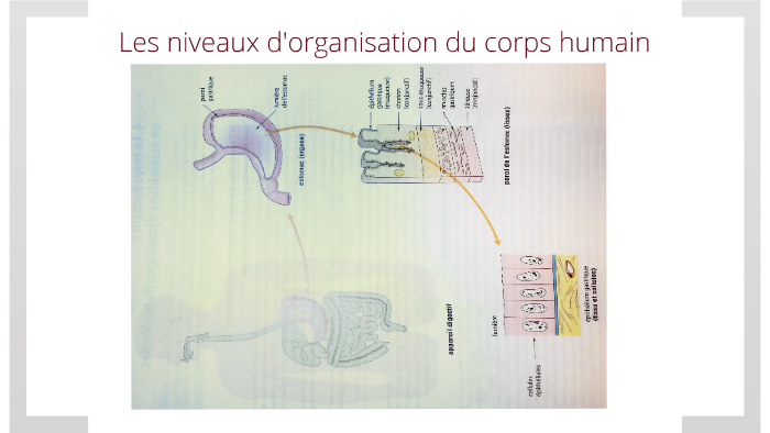 Les niveaux d'organisation du corps humain by M F on Prezi