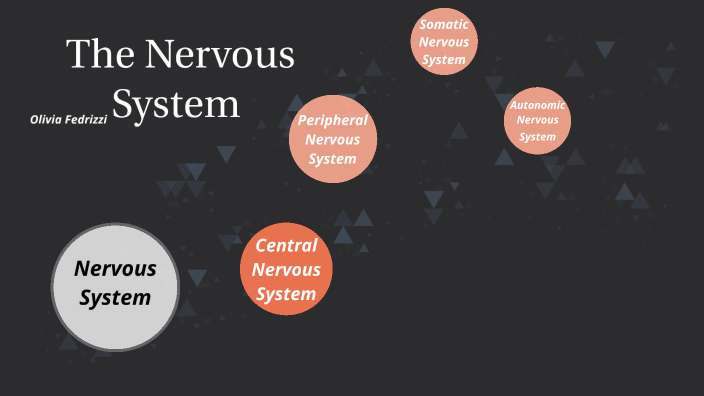 Mapping the Nervous System by olivia Fedrizzi on Prezi